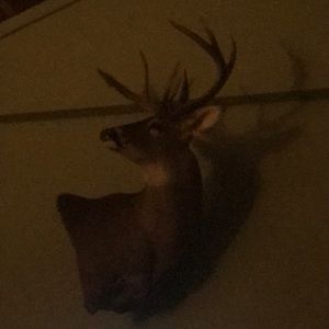 Meet your Posher, Ken